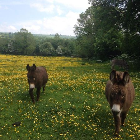 Carrigeen Glamping Kilkenny Dış mekan fotoğraf
