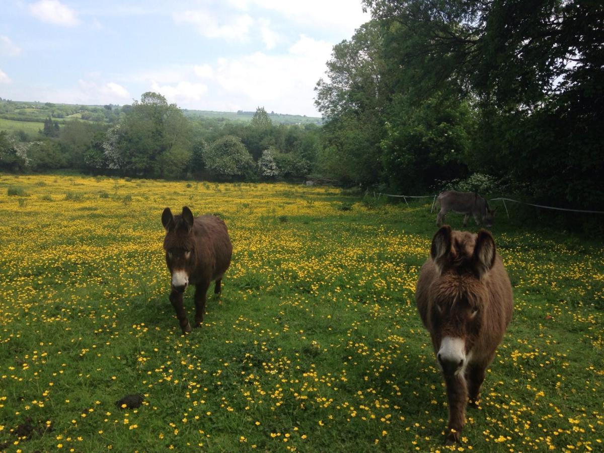 Carrigeen Glamping Kilkenny Dış mekan fotoğraf