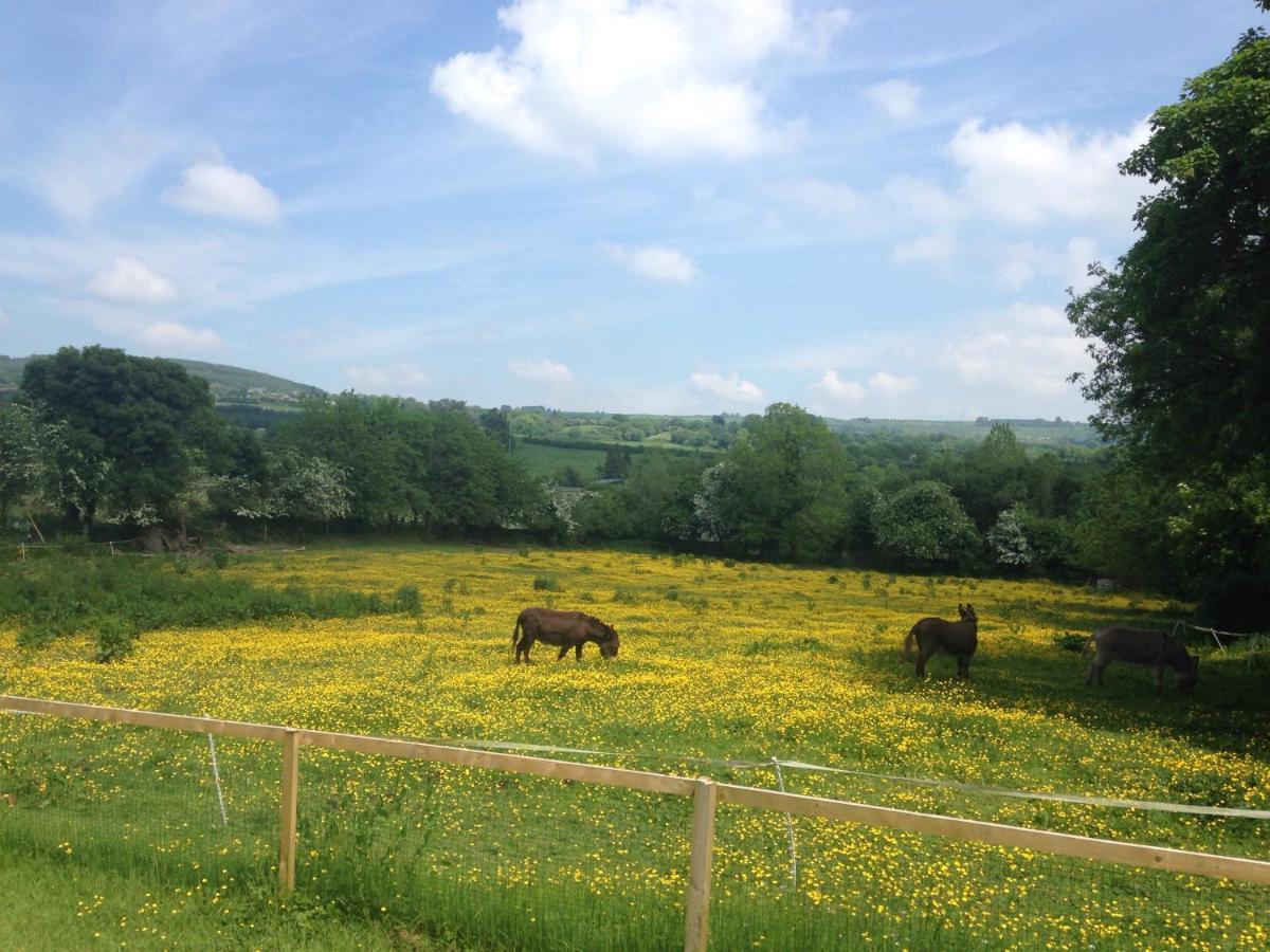 Carrigeen Glamping Kilkenny Dış mekan fotoğraf